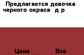 Предлагается девочка черного окраса, д.р. 19.11.16 › Цена ­ 20 000 - Все города Животные и растения » Собаки   . Адыгея респ.